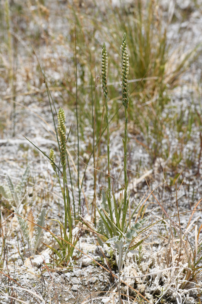 Spiranthes infernalis
