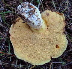 Suillus ponderosus