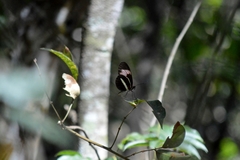 Heliconius erato