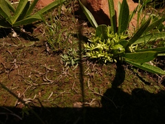 Pygmaeothamnus zeyheri