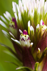 Castilleja densiflora