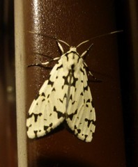 Eucereon tigrata