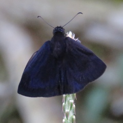 Ephyriades arcas