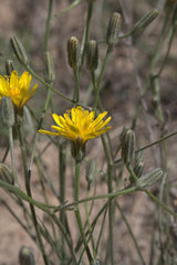 Crepis modocensis