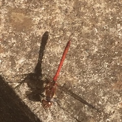 Sympetrum nigrifemur