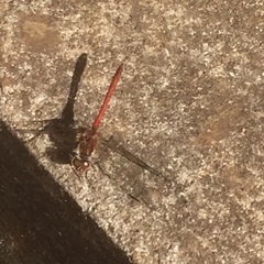 Sympetrum nigrifemur