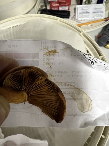 Gymnopilus subdryophilus (Photo 5 of 5)