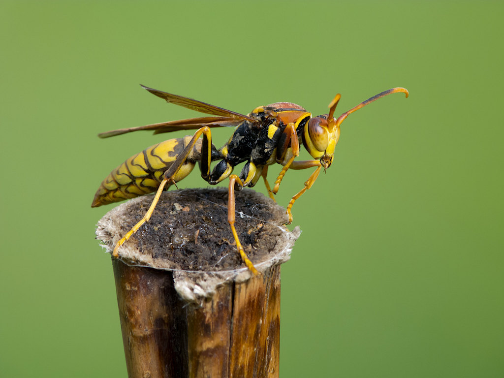 Curaçao Paper Wasp