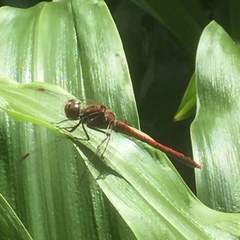 Sympetrum nigrifemur