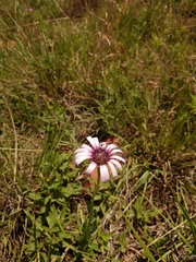 Dimorphotheca spectabilis