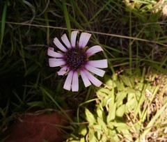 Dimorphotheca spectabilis