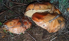 Suillus ponderosus