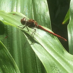 Sympetrum nigrifemur
