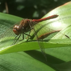 Sympetrum nigrifemur