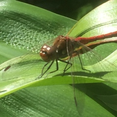 Sympetrum nigrifemur