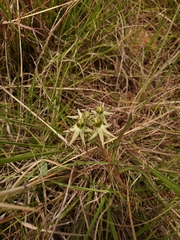 Asclepias eminens