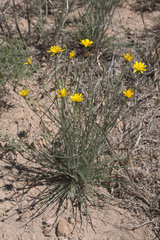 Crepis modocensis