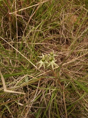 Asclepias eminens