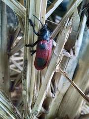 Coraliomela quadrimaculata