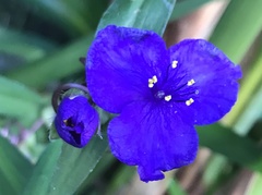 Tradescantia × andersoniana