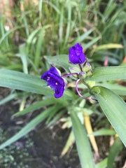 Tradescantia × andersoniana