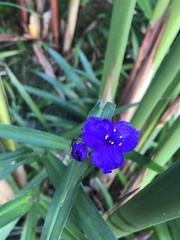 Tradescantia × andersoniana