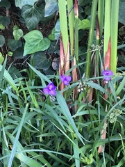 Tradescantia × andersoniana