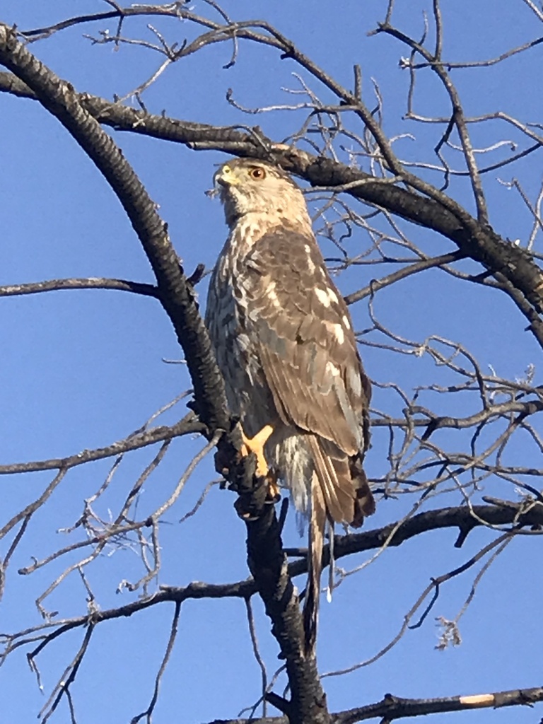 Cooper's Hawk from Quarry Pines Golf Club, Marana, AZ, US on June 25