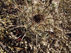 Coryphantha radians