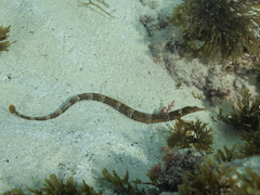 Greater Pipefish photo 5