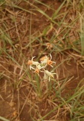 Tulbaghia leucantha