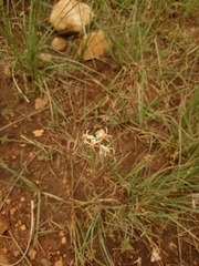 Tulbaghia leucantha