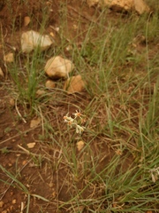 Tulbaghia leucantha