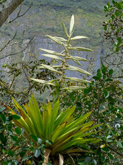 Tillandsia fendleri
