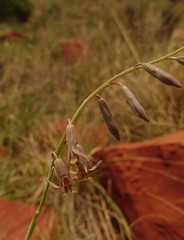 Dipcadi marlothii
