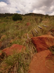 Dipcadi marlothii