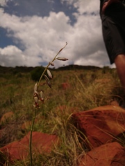 Dipcadi marlothii