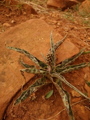 Ledebouria luteola