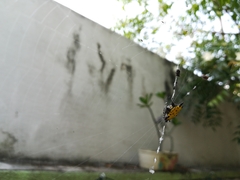 Gasteracantha cancriformis