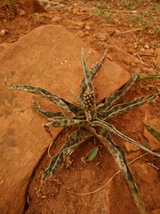 Ledebouria luteola