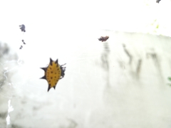 Gasteracantha cancriformis