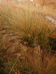 Brachystelma chloranthum