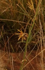 Brachystelma chloranthum