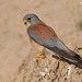 Lesser Kestrel - Photo (c) Геннадий Дякин, some rights reserved (CC BY-NC), uploaded by Геннадий Дякин