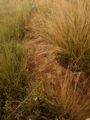 Brachystelma chloranthum