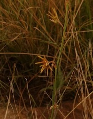 Brachystelma chloranthum