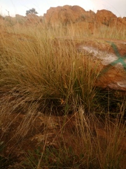 Brachystelma chloranthum