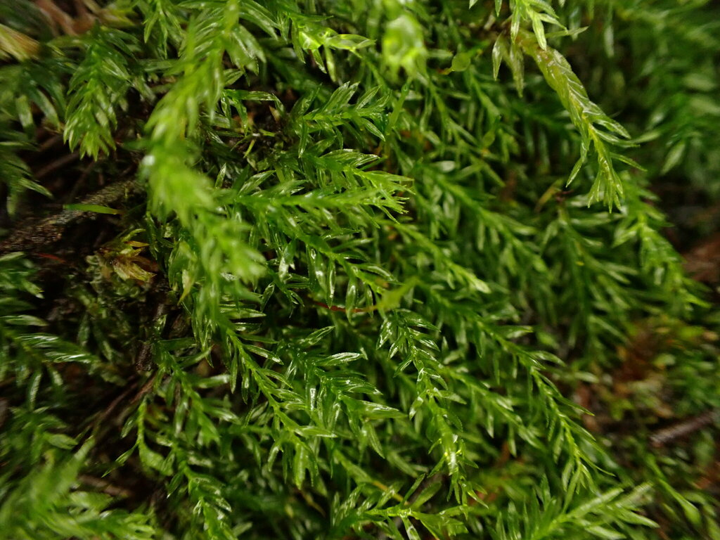 Goniobryum