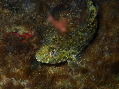 Southern Frillfin photo 5