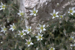 Sabulina nuttallii nuttallii